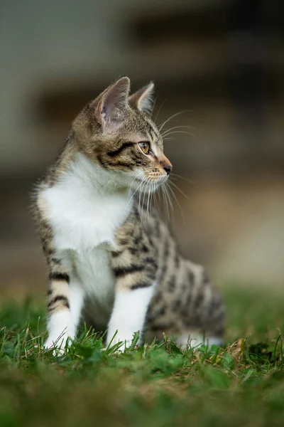 Doğada Sevimli Tekir Kedi Yavrusu — Stok fotoğraf