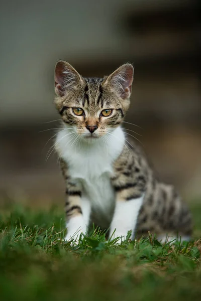 Schattig Tabby Kitten Natuur Achtergrond — Stockfoto