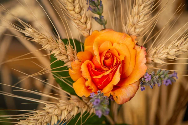 Роза Пшеницею Лавандою Дерев Яному Фоні — стокове фото