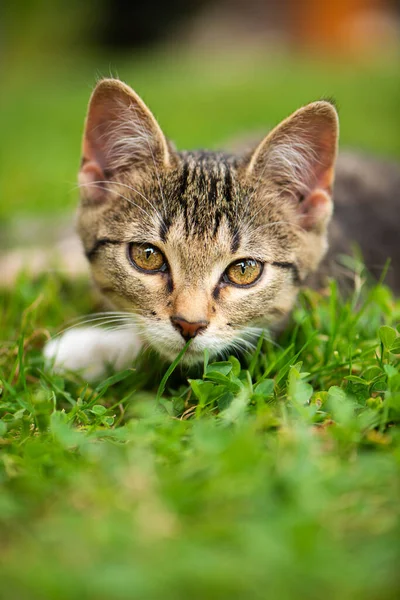 Domestic Kitten Lying Meadow — Stock Photo, Image