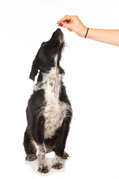 Cross Raça Cão Recebe Deleite Isolado Fundo Branco — Fotografia de Stock