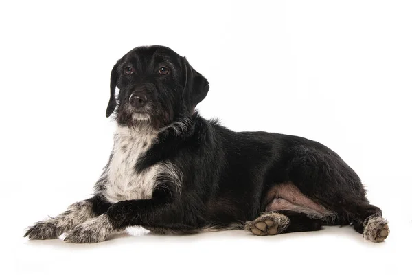 Cross Breed Dog Tergeletak Terisolasi Latar Belakang Putih — Stok Foto