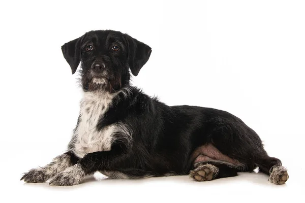 Cross Breed Dog Tergeletak Terisolasi Latar Belakang Putih — Stok Foto