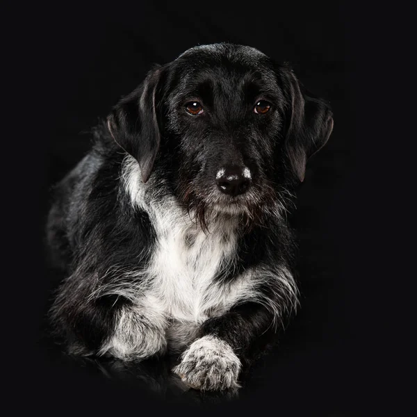 Cross Breed Dog Tergeletak Terisolasi Latar Belakang Hitam — Stok Foto
