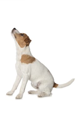 Parson Russell Terrier köpeği beyaz arka planda izole edilmiş.