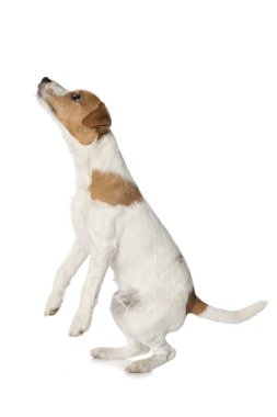 Papaz Russel Teriyer köpeği arka ayakları üzerinde duruyor. Beyaz arka planda izole edilmiş.