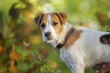 Sonbahar doğasında genç papaz Russell Terrier.