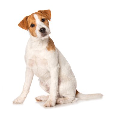 Parson russel terrier puppy sitting isolated on white background clipart