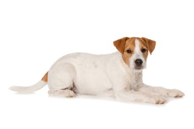 Papaz Russel Teriyer köpeği beyaz arka planda tek başına yatıyor.