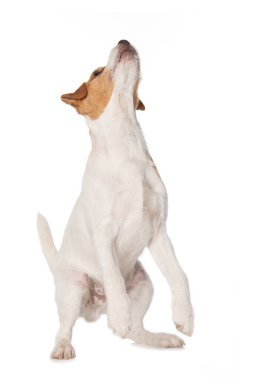 Papaz Russel Teriyer köpeği arka ayakları üzerinde duruyor. Beyaz arka planda izole edilmiş.