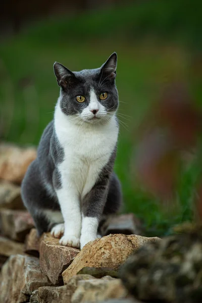 Kucing Domestik Alam Musim Gugur — Stok Foto
