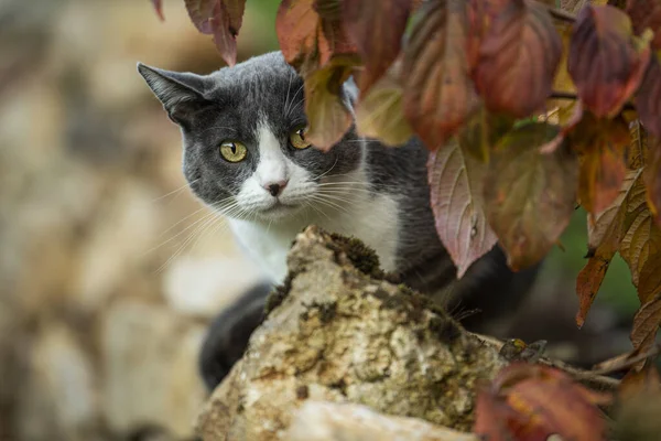 Kucing Domestik Alam Musim Gugur — Stok Foto