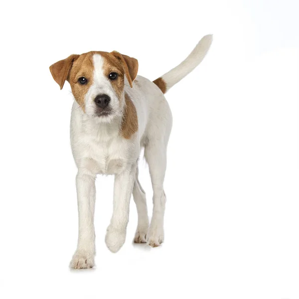 stock image Parson russel terrier puppy standing isolated on white background