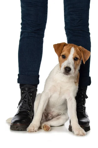 Parson Russel Terrier Cucciolo Tra Gambe Umane Isolato Sfondo Bianco — Foto Stock
