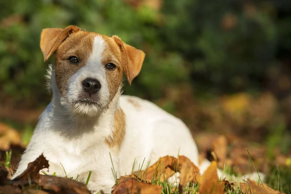Ung Präst Russel Terrier Höst Natur — Stockfoto