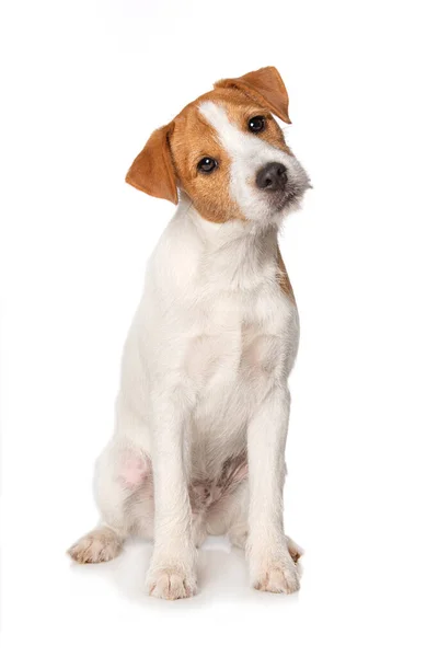 Parson Russel小狗 独立坐在白色背景上 — 图库照片