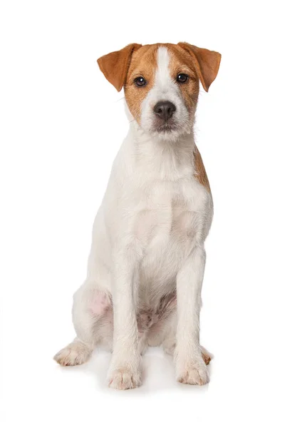Parson Russel Terrier Κουτάβι Κάθεται Απομονωμένο Λευκό Φόντο — Φωτογραφία Αρχείου
