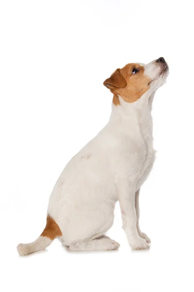 Parson Russel Terrier Cucciolo Seduto Isolato Sfondo Bianco — Foto Stock