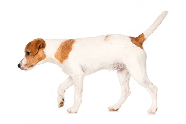 Rahip Russel Terrier Köpek Yavrusu Beyaz Arka Planda Tek Başına — Stok fotoğraf