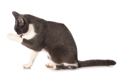 Evcil kedi beyaz arka planda tek başına oturuyor ve kendini temizliyor.