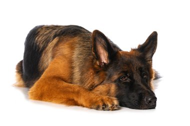 Alman çoban köpeği bembeyaz yerde yatar ve kameraya bakar.