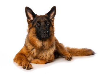 Alman çoban köpeği bembeyaz yerde yatar ve kameraya bakar.