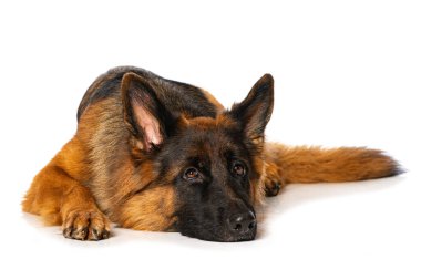 Alman çoban köpeği bembeyaz yerde yatar ve kameraya bakar.