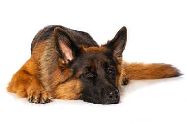 Alman çoban köpeği bembeyaz yerde yatar ve kameraya bakar.