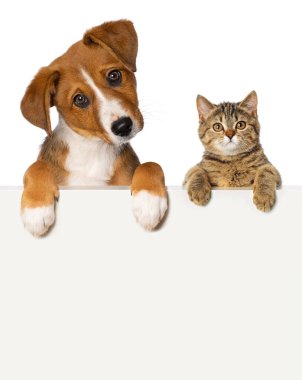 Puppy and kitten isolated on white looks over a wall clipart