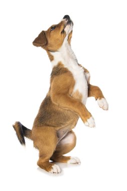 Kızıl İsviçreli köpek yavrusu beyaz arka planda izole edilmiş.