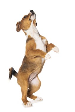 Kızıl İsviçreli köpek yavrusu beyaz arka planda izole edilmiş.