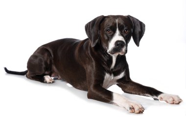 Melez köpek beyaz arka planda izole bir şekilde yatıyor.