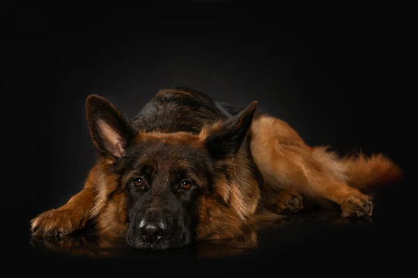 Tyska Herde Hund Liggande Svart Bakgrund Ser Till Kameran — Stockfoto