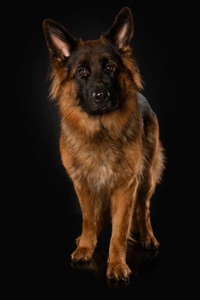 Tyska Herde Hund Stående Svart Bakgrund Ser Till Kameran — Stockfoto