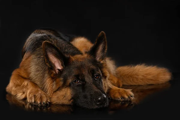 Německý Ovčák Pes Ležící Černém Pozadí Vypadá Kamery — Stock fotografie