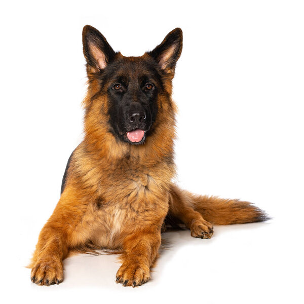 German shepherd dog lying isolated on white and looks to the camera