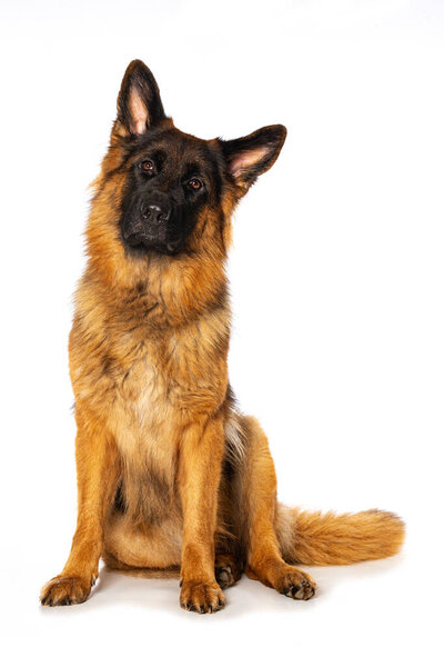 German shepherd dog sitting isolated on white and looks to the camera