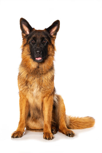 German shepherd dog sitting isolated on white and looks to the camera