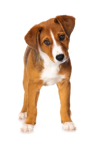 Cute Puppy Standing Isolated White Background — Stock Photo, Image
