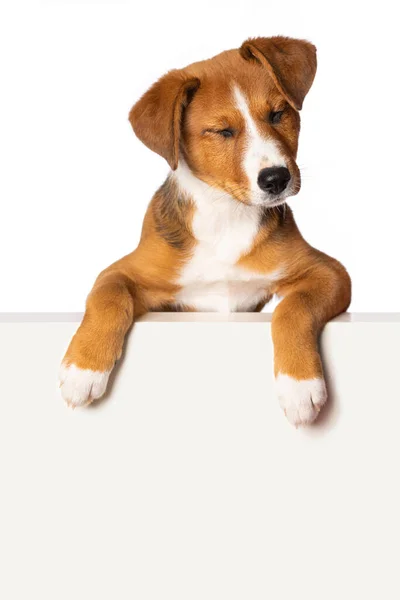 Cute Puppy Isolated White Looks Wall — Stock Photo, Image