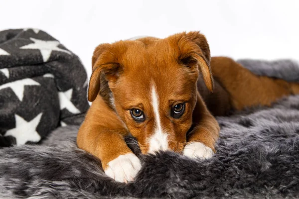 毛布の上に横たわっている赤いスイス山の子犬 — ストック写真