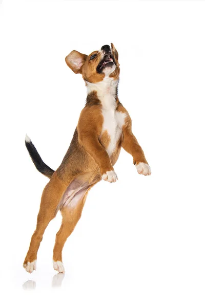 Red Swiss Mountain Puppy Jumps Isolated White Background — Stock Photo, Image