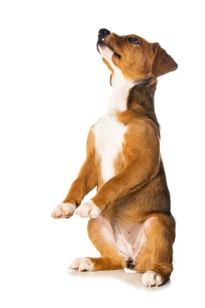 Red Swiss Mountain Puppy Hind Legs Isolated White Background — Stock Photo, Image