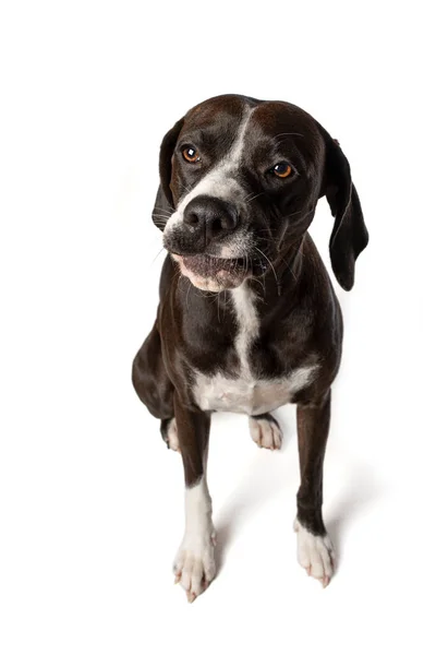Cross Breed Dog Snaps Treat Isolated White Background — Stok Foto