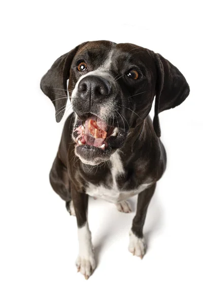 Cross Breed Dog Snaps Treat Isolated White Background — Stock Photo, Image