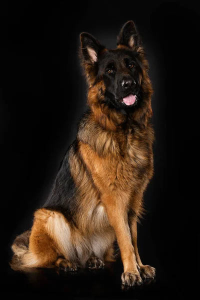 Tyska Herde Hund Svart Bakgrund — Stockfoto