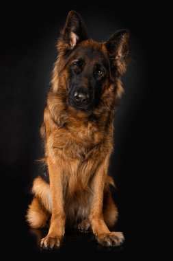 Siyah arka planda Alman çoban köpeği