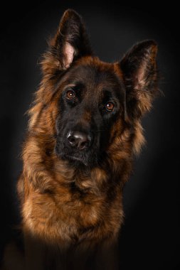 Siyah arka planda Alman çoban köpeği