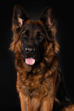 Siyah arka planda Alman çoban köpeği