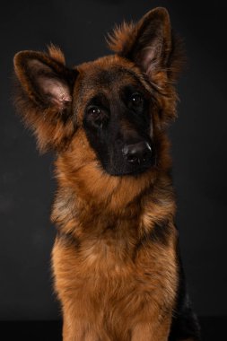 Siyah arka planda genç Alman çoban köpeği.